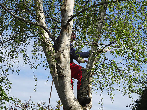 Best Tree Maintenance Programs  in USA